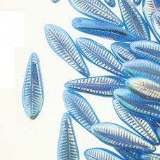 Dagger 5x16mm Indigo Laser Feather 25bd/st 6st/bg