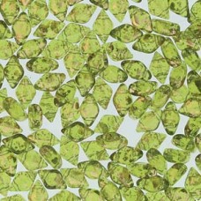 Gemduo 8x5mm Gold Splash Olivene 100 Gm/bg