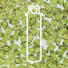 Gemduo 8x5mm Gold Splash Olivene 8+ Gm/tb